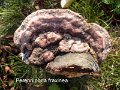 Perenniporia fraxinea-amf1538